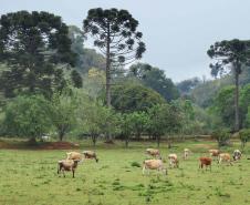 Asfalto em estrada rural valoriza o turismo e a produção de Mariópolis 