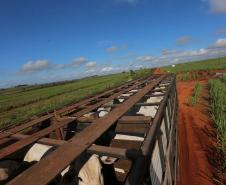  Pavimentação da Boiadeira levará prosperidade para o Noroeste 