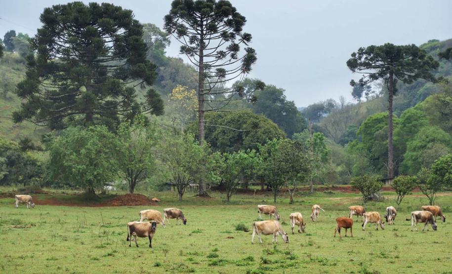 Asfalto em estrada rural valoriza o turismo e a produção de Mariópolis